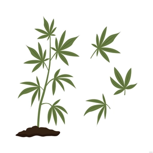 Marijuana Plant Vector