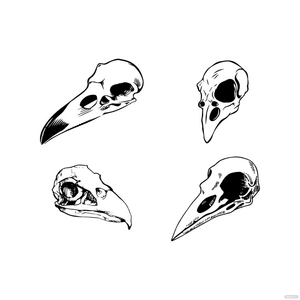 Bird Skull Vector