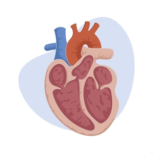 Heart Medical Illustration