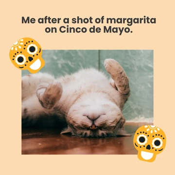 Free Cat Cinco De Mayo Meme Template to Edit Online
