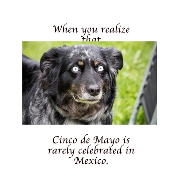 Free Cinco De Mayo Dog Meme Template to Edit Online