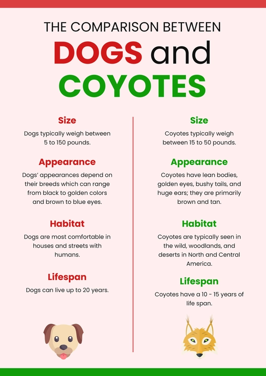 Comparison Infographic Template