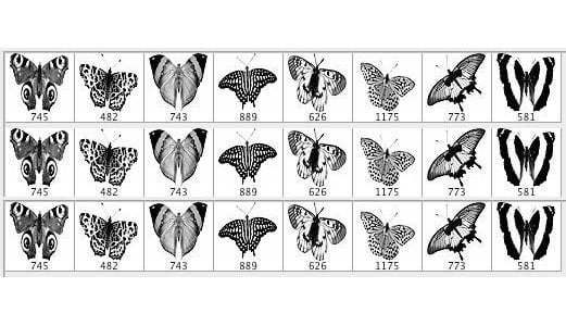 1759-butterfly-brushes
