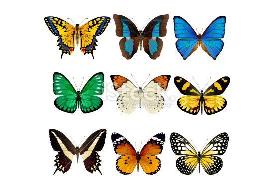 butterflies set