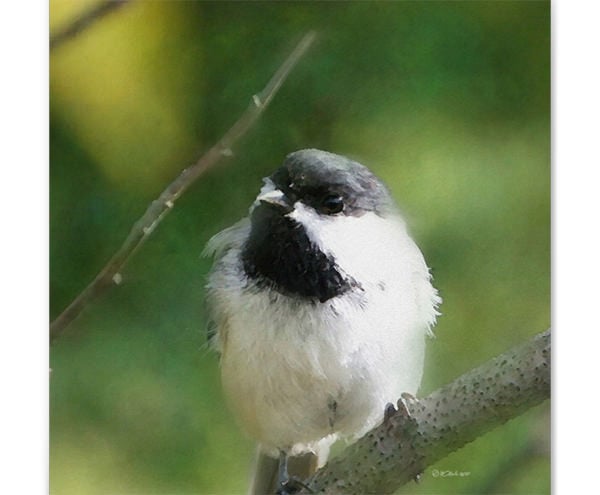 chickadee at rest digital painting poster