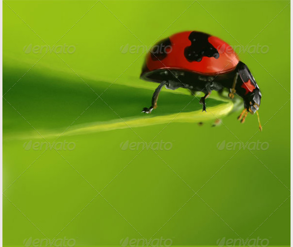 lady bug digital painting