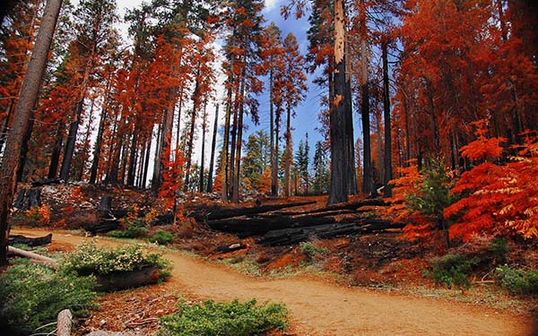 nature landscapes colorful forest copy