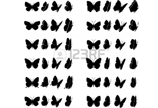 twelve butterflies collection