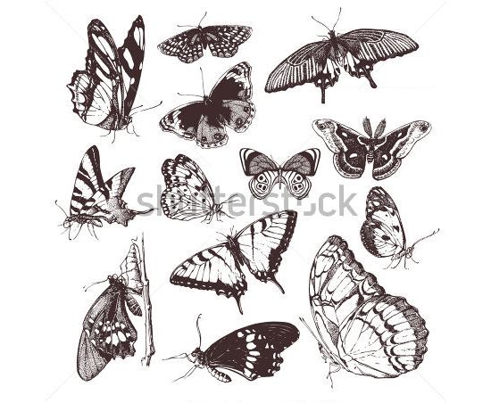 entomological collection