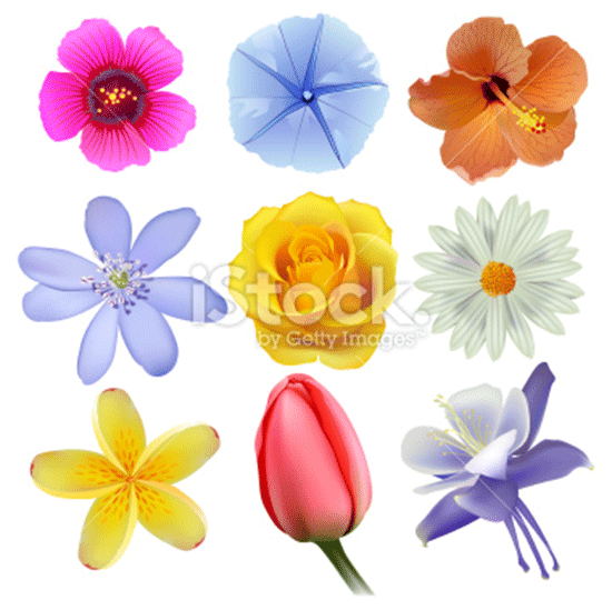 stock flowers