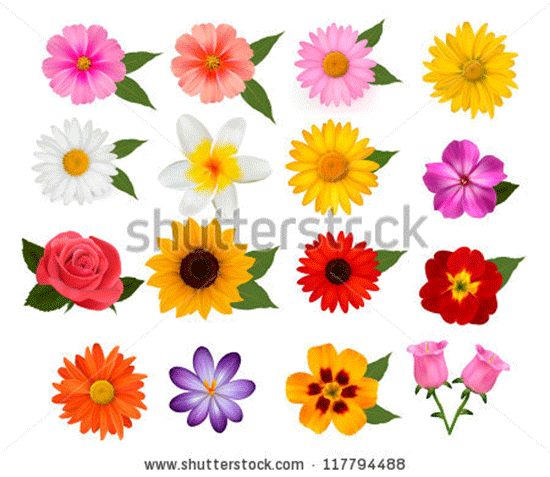 stock vector beautiful colorful flowers