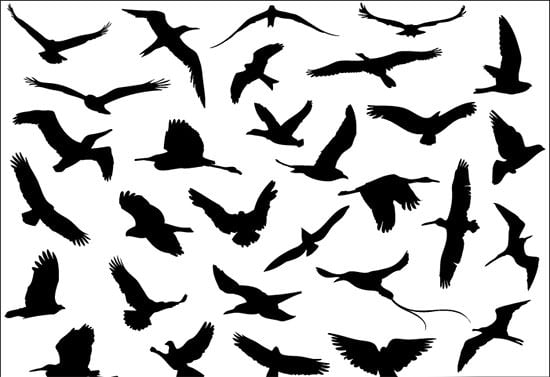 30 flying birds