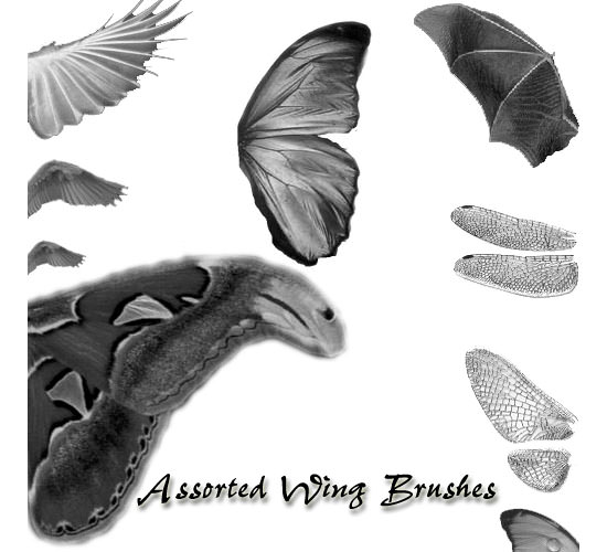 assorted wing brushes