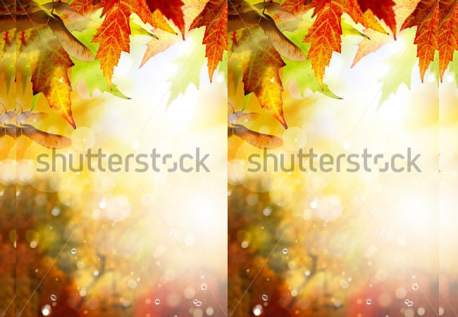 autumn background with yellow leaves