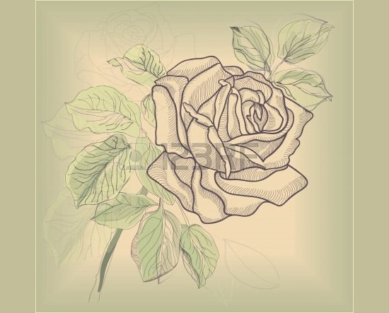 hand drawing rose