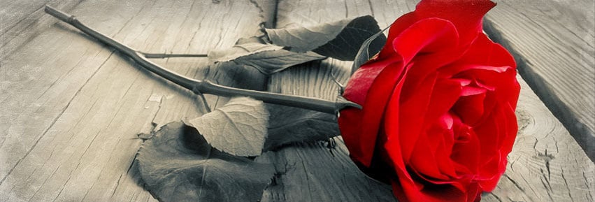 red rose for cute girl facebook cover