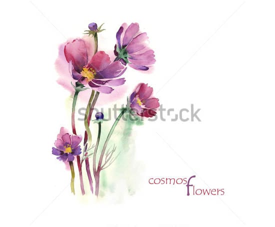 watercolor cosmos flowers