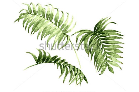 watercolor palm leaves