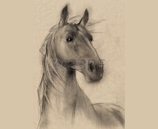 horse head pencil drawing