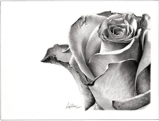 pencil drawing rose