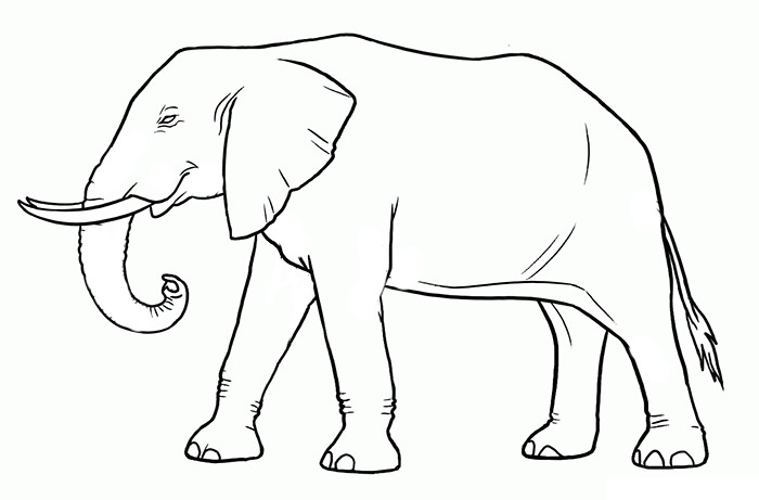 Elephant Template - Animal Templates