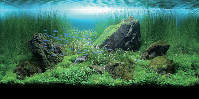 50+ Best Aquarium Backgrounds | Free & Premium Templates