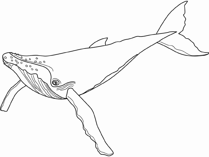 71+ Sea Creature Templates - Printable Crafts &amp; Colouring Pages!
