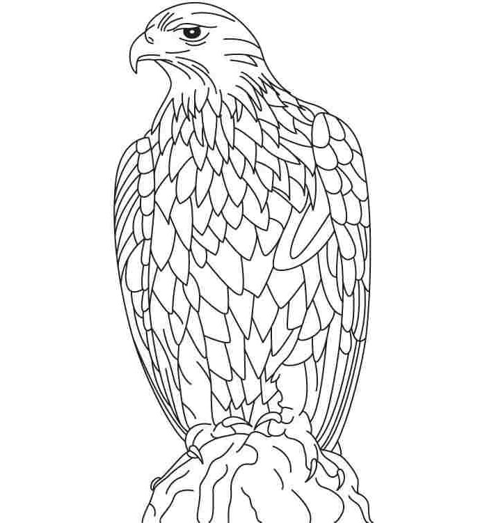 Eagle Template - Animal Templates | Free &amp; Premium Templates