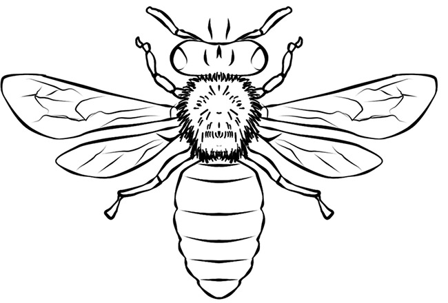 Bee Template - Animal Templates | Free & Premium Templates