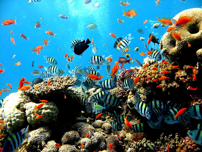 50+ Best Aquarium Backgrounds | Free & Premium Templates