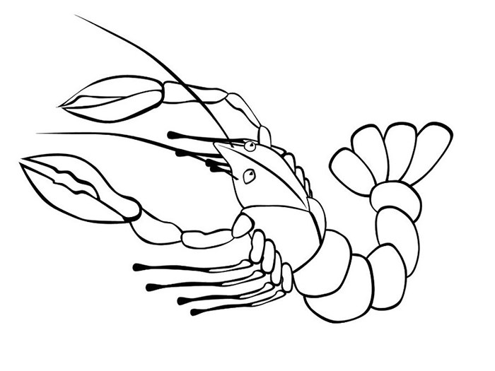 65  Sea Creature Templates Printable Crafts Colouring Pages Free