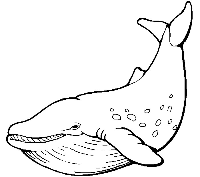 65-sea-creature-templates-printable-crafts-colouring-pages-free