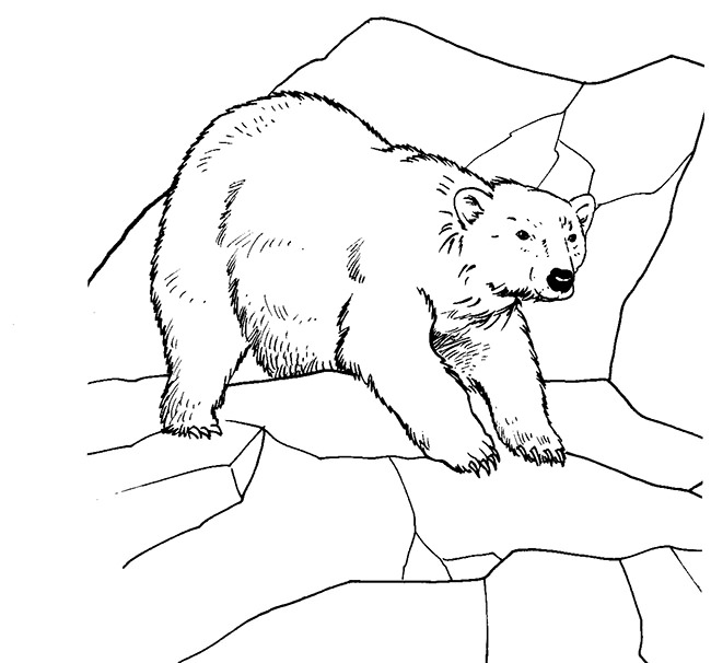Bear Template - Animal Templates