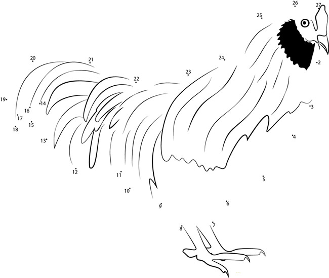 Chicken Template - Animal Templates