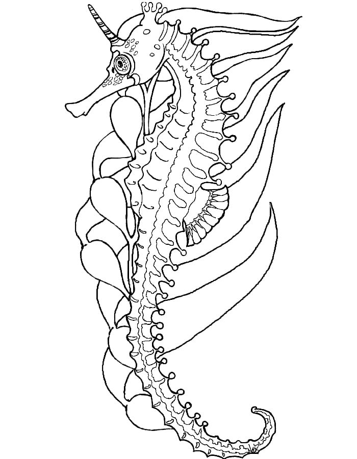 65+ Sea Creature Templates Printable Crafts & Colouring Pages! Free