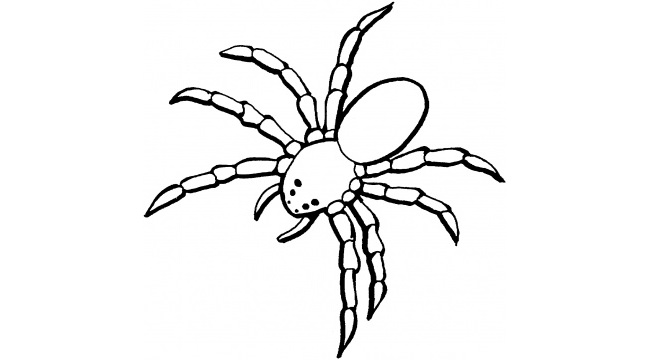 spider drawing simple