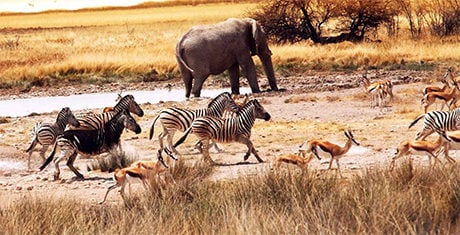 African Animal Template - Animal Templates