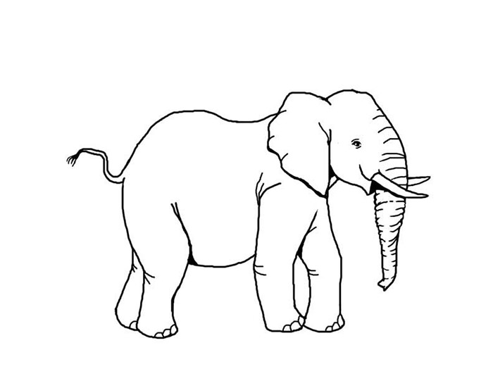 african elephant coloring page