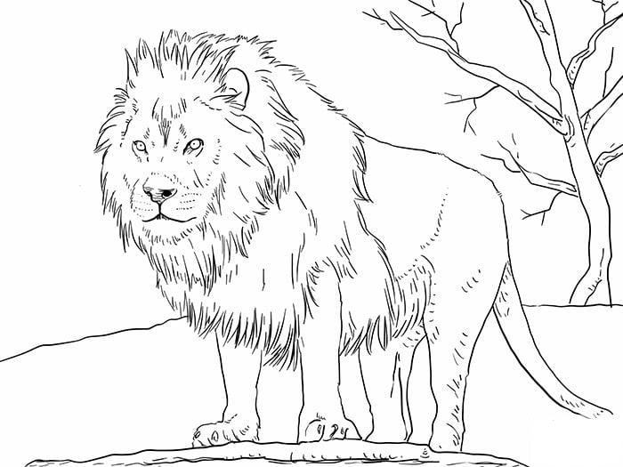 african-plain-lion-template