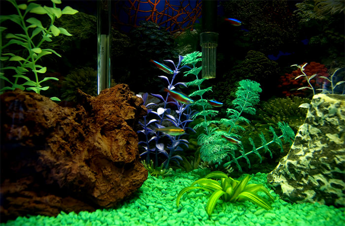 50+ Best Aquarium Backgrounds - Amazing Aquarium BackgrounD