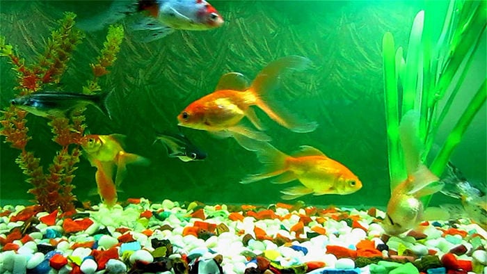 animated fish aquarium background