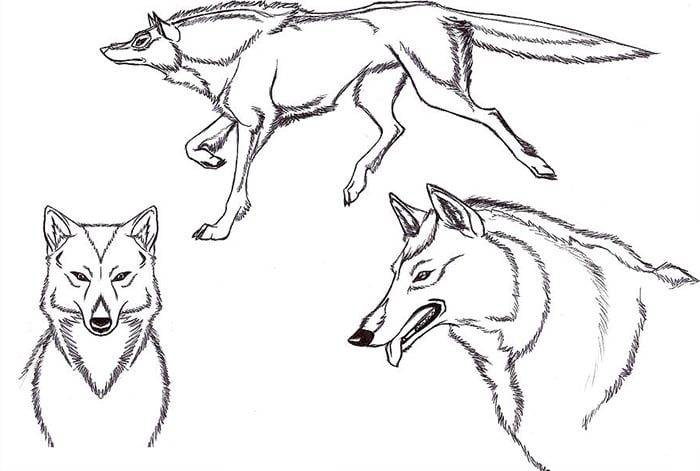 anime type wolf template