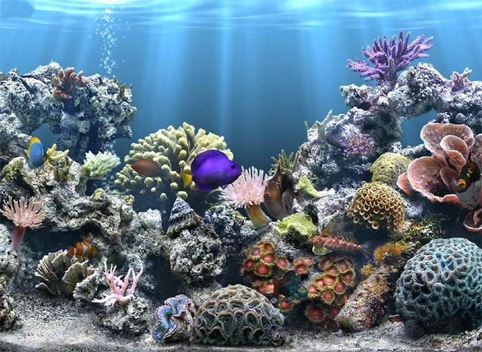 50 Best Aquarium Backgrounds Free Premium Templates