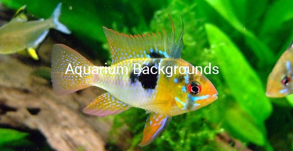 Homyl Make Your Fish Tank Beautiful Solid Color Aquarium Background Backdrop Black M
