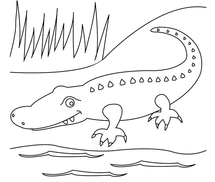 australia day illustrations croc