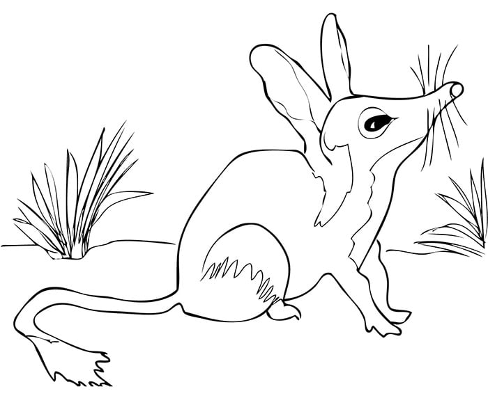 australian bilby coloring page