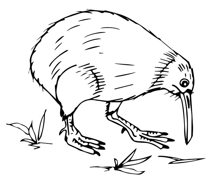 australian kiwi coloring page