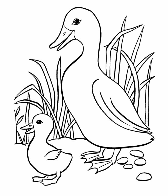 baby duck with mother coloring page