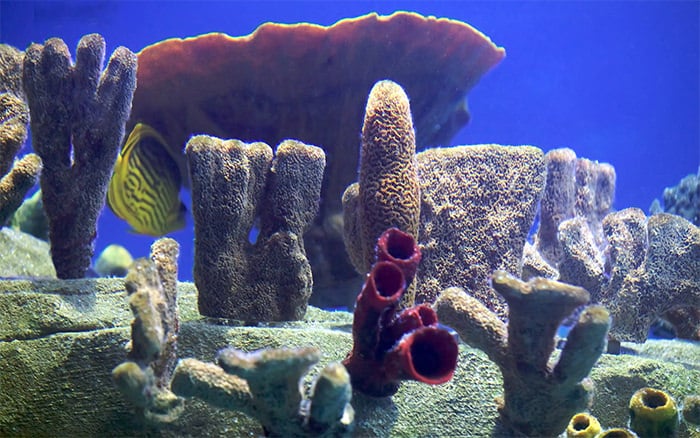beautiful aquarium background