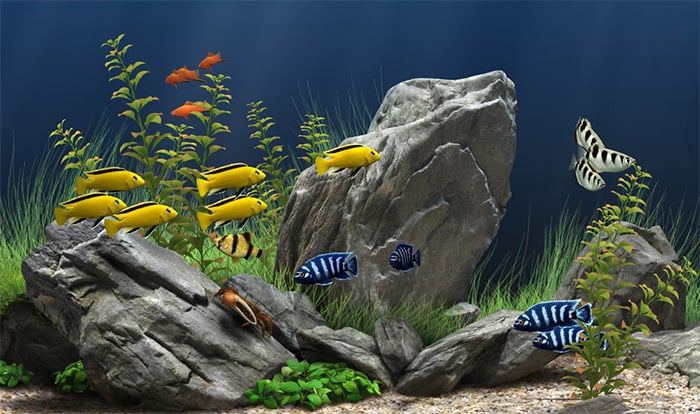 colorful aquarium background